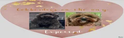 Australian Labradoodle honden te koop: Medium Cobberdog/Australian Labradoodle nestaank - Advertentie 2