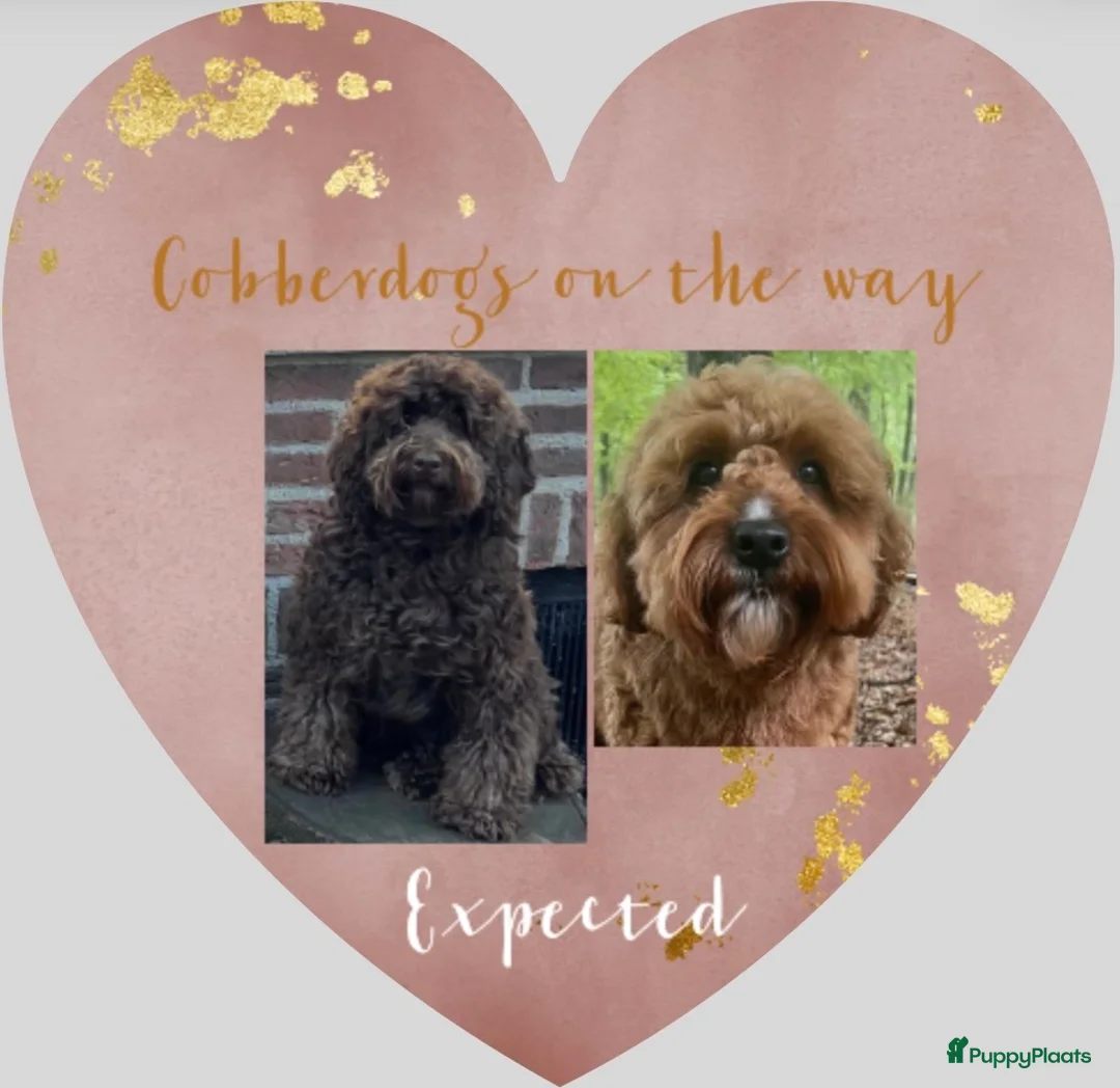 Australian Labradoodle honden te koop: Medium Cobberdog/Australian Labradoodle nestaank - Advertentie 2