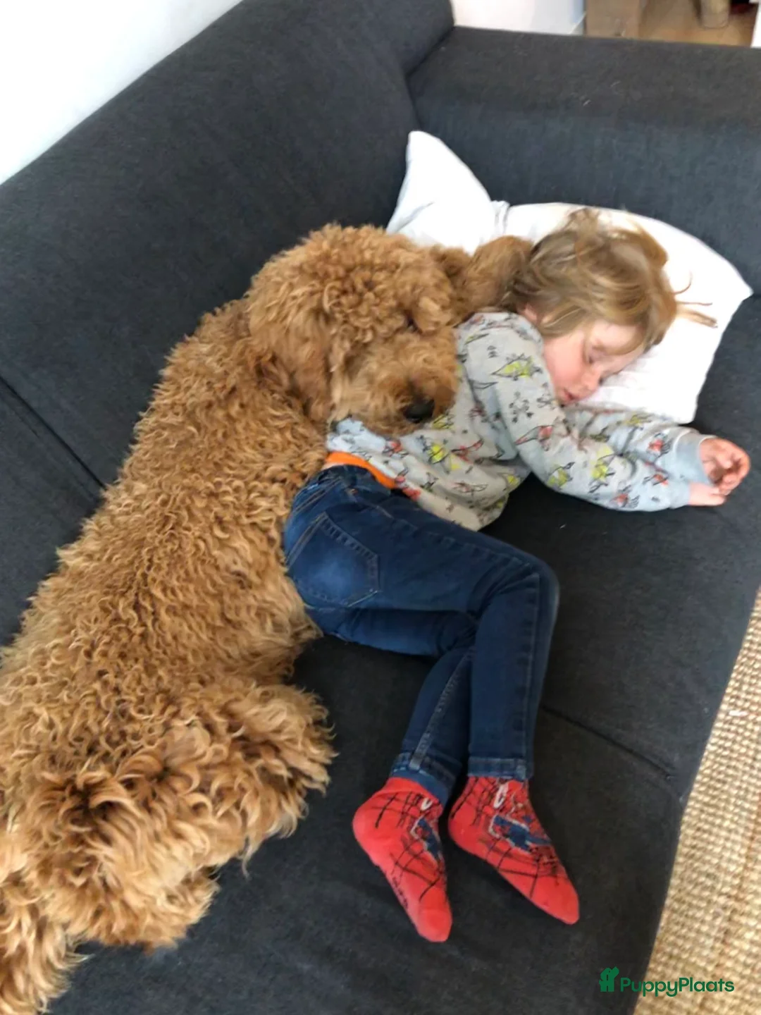 Labradoodle honden ter dekking: KNAPPE AUSTRALIAN LABRADOODLE DEKREU in Breda - Advertentie 15