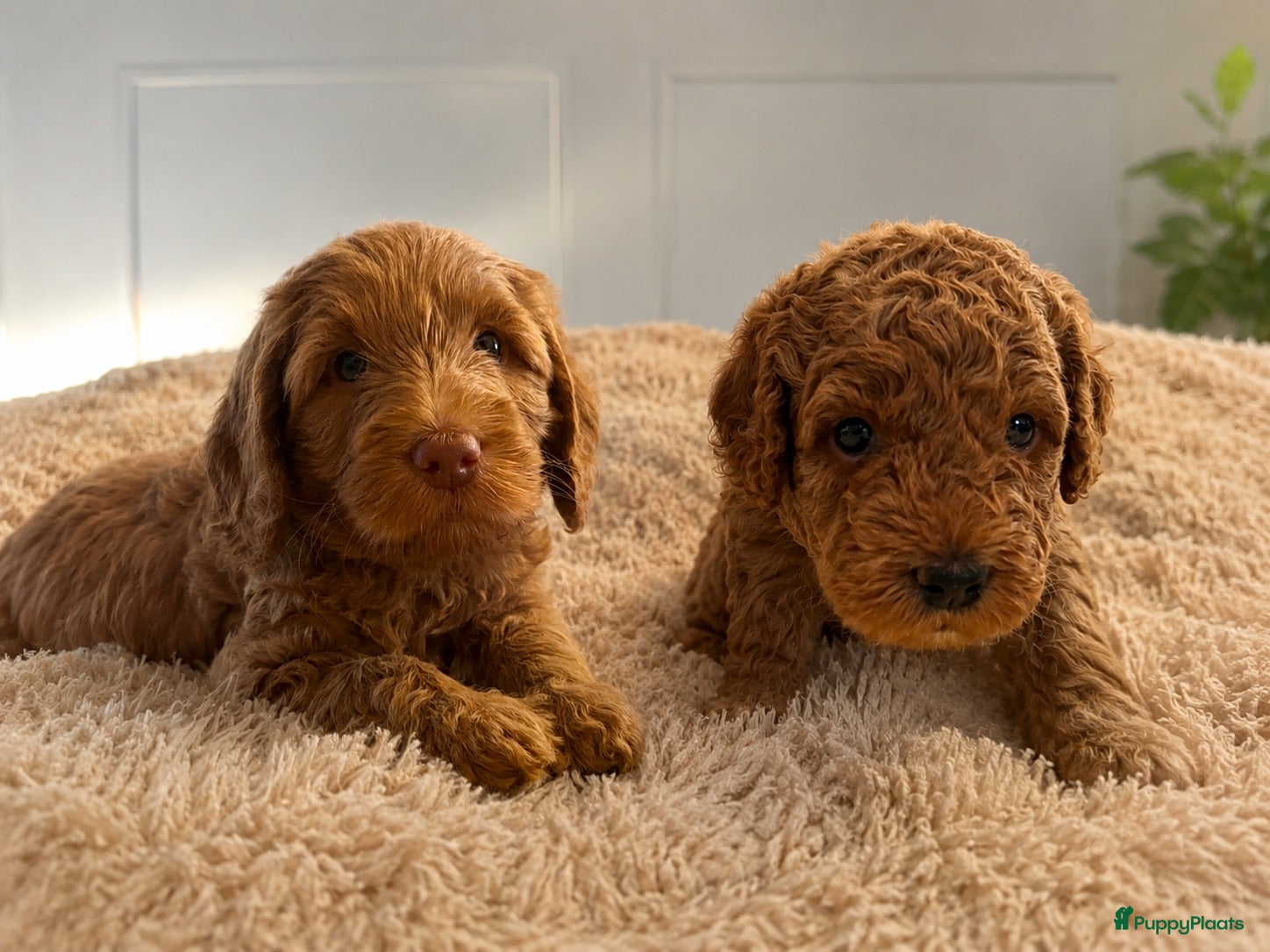 Australian Labradoodle honden Rood/Abrikoos Australian Labradoodle Puppy's - Advertentie 1