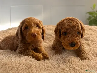 Australian Labradoodle honden Rood/Abrikoos Australian Labradoodle Puppy's - Advertentie 1