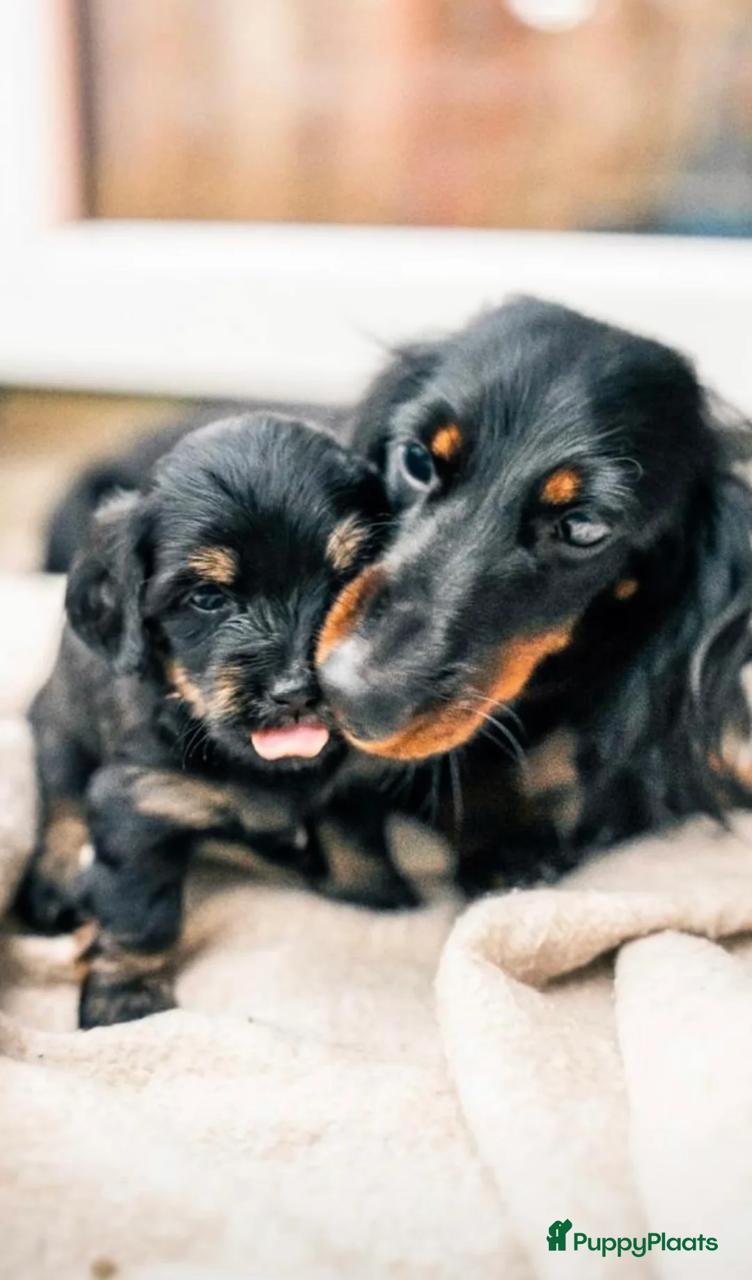 Kruising honden te koop: 🩷maltezer X dwergteckel💙 - Advertentie 3