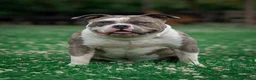 Amerikaanse Bully honden ter dekking: American Bully XL Dekreu  - Advertentie 6