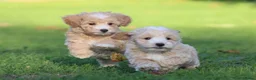 Maltipoo honden te koop: Knappe Maltipoo pups. - Advertentie 23