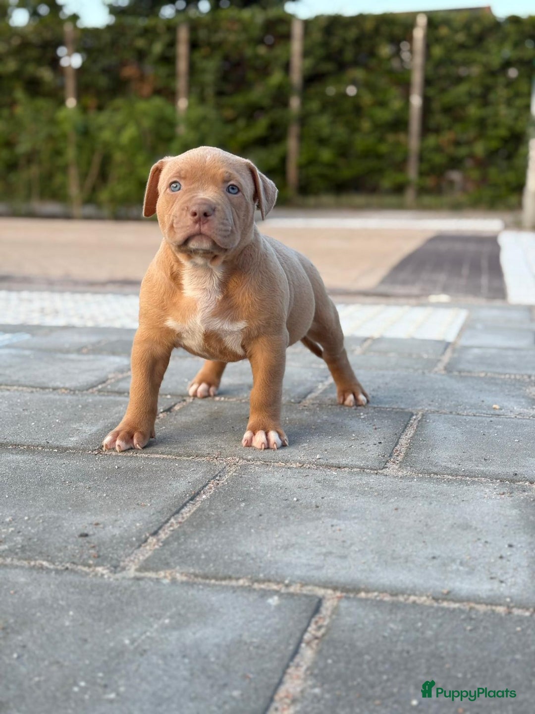 Amerikaanse Bully honden te koop: American bully XL pups bossy kennels bloedlijn! - Afbeelding 1