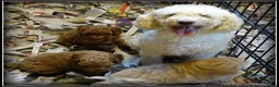 Labradoodle honden te koop: Labradoodle pups +/- 45 cm - Advertentie 13