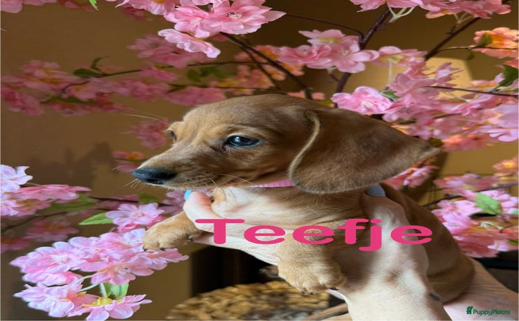 Kruising honden - Advertentie 3