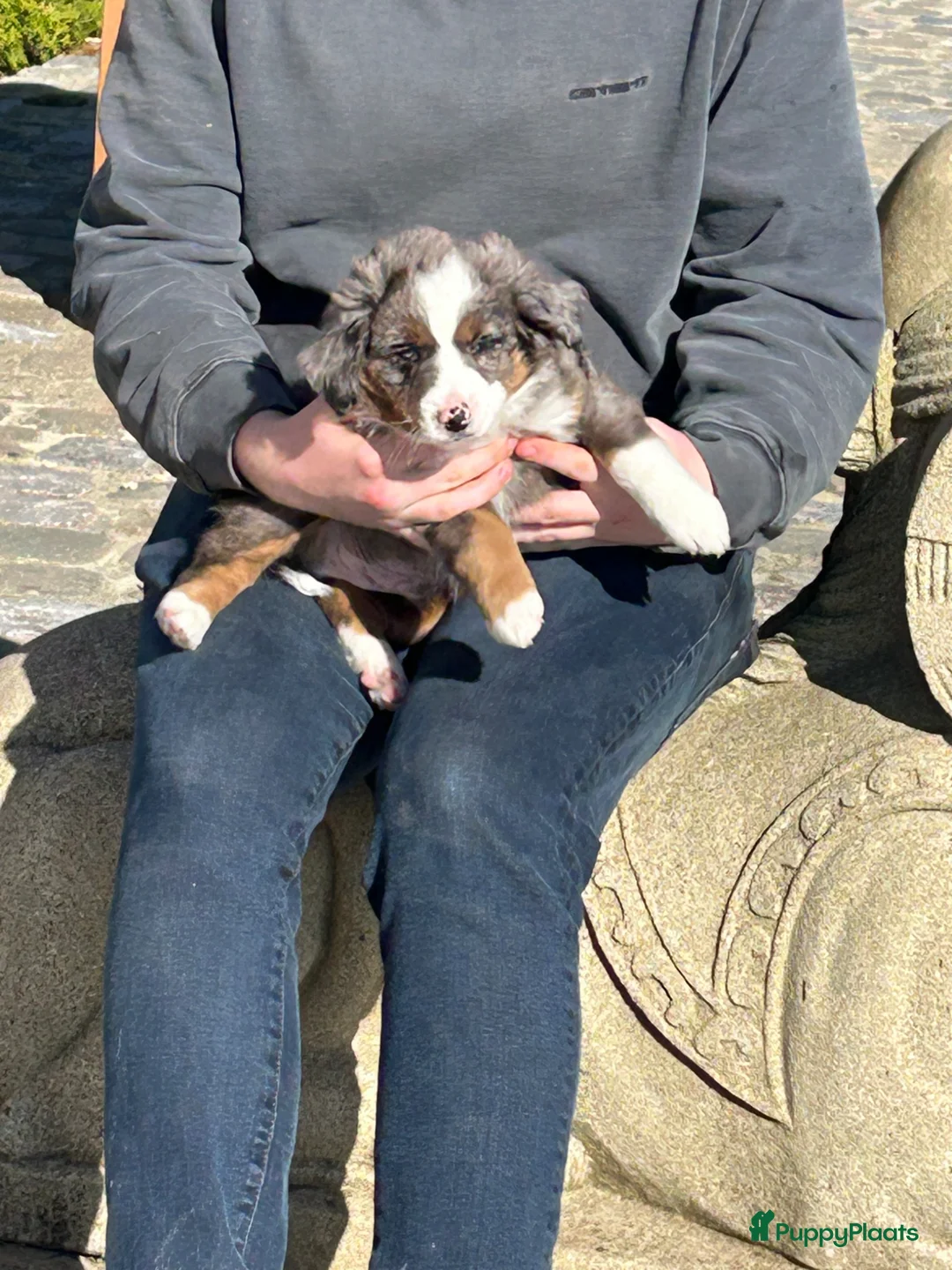 Australian Shepherd honden te koop: Miniature American shepherd reu - Advertentie 1