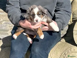 Australian Shepherd honden Miniature American shepherd reu - Advertentie 8