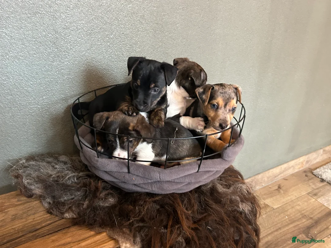 Jack Russel Terriër honden te koop: 4 mooie Jack Russell reutjes - Advertentie 20