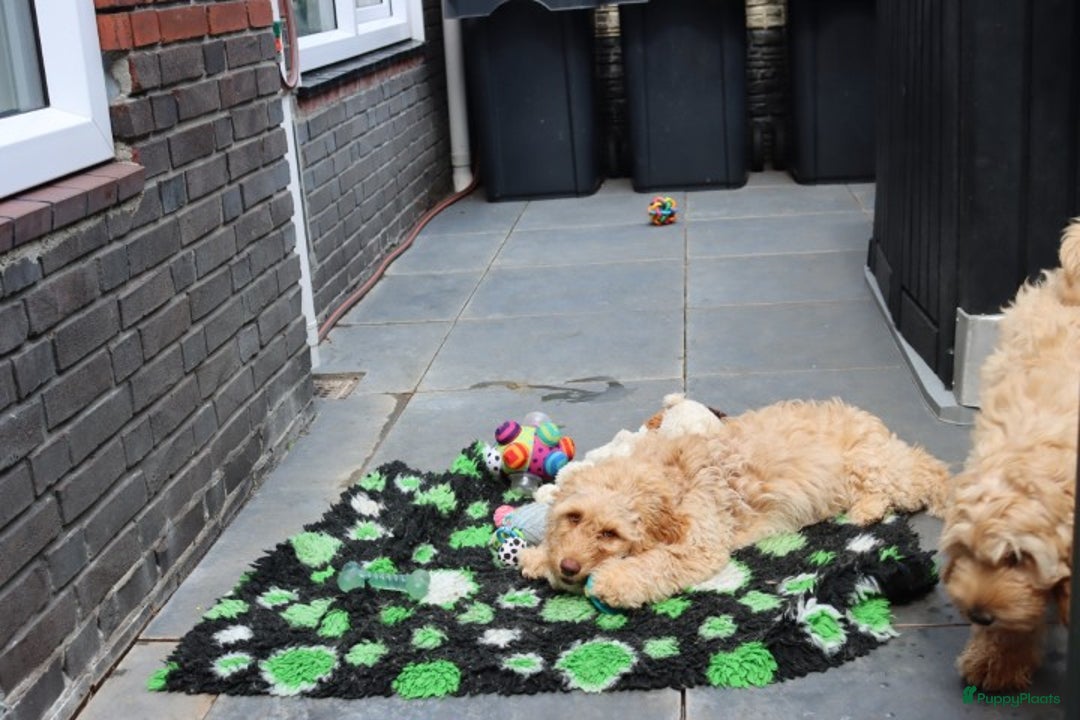 Labradoodle honden te koop: LABRADOODLE TEEFJE - Afbeelding 8