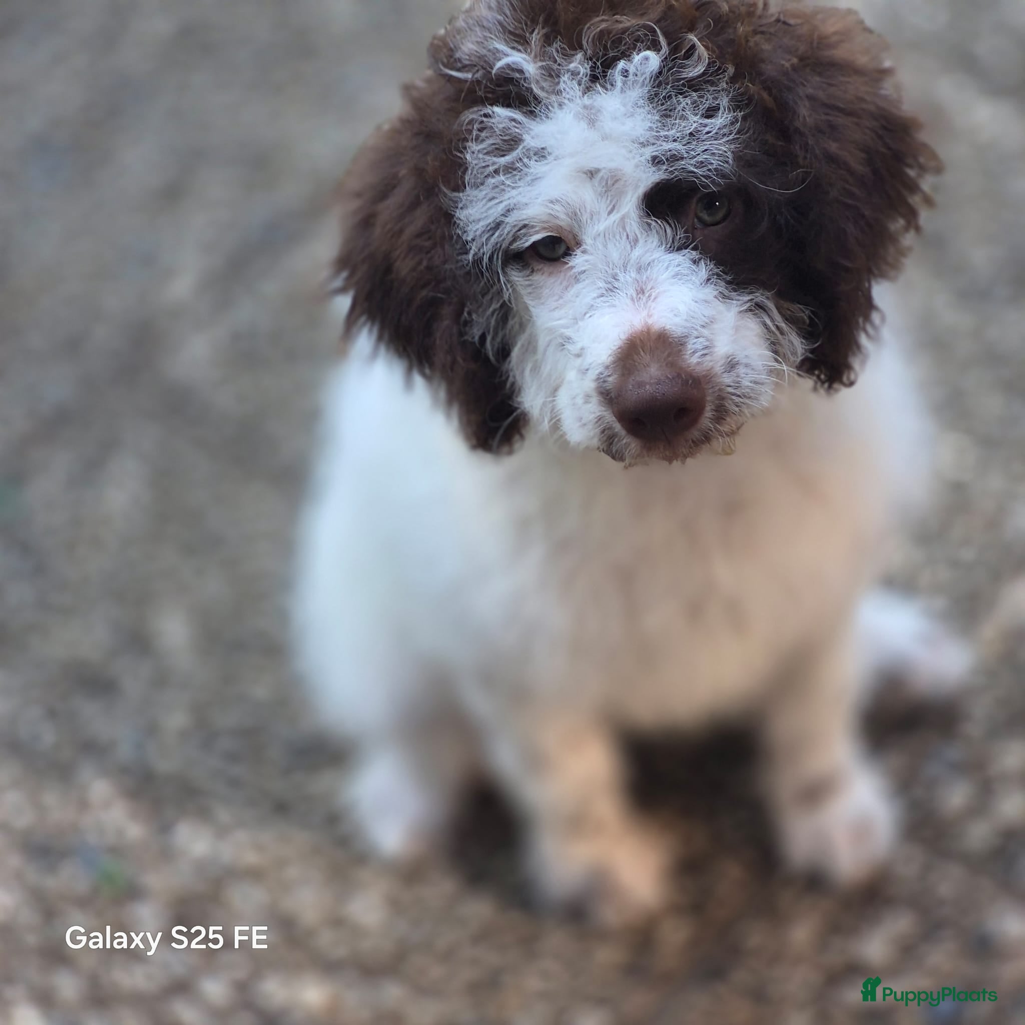 Lagotto Romagnolo honden 3 prachtige puppy's LAGOTO ROMAGNOLO  - Advertentie 2
