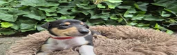 Schotse Herdershond korthaar honden te koop: Schotse herdershond korthaar pups - Advertentie 31