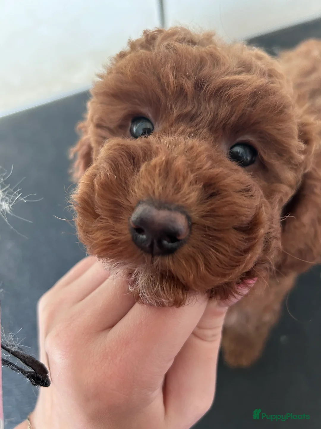 Galerij afbeelding {{count}}