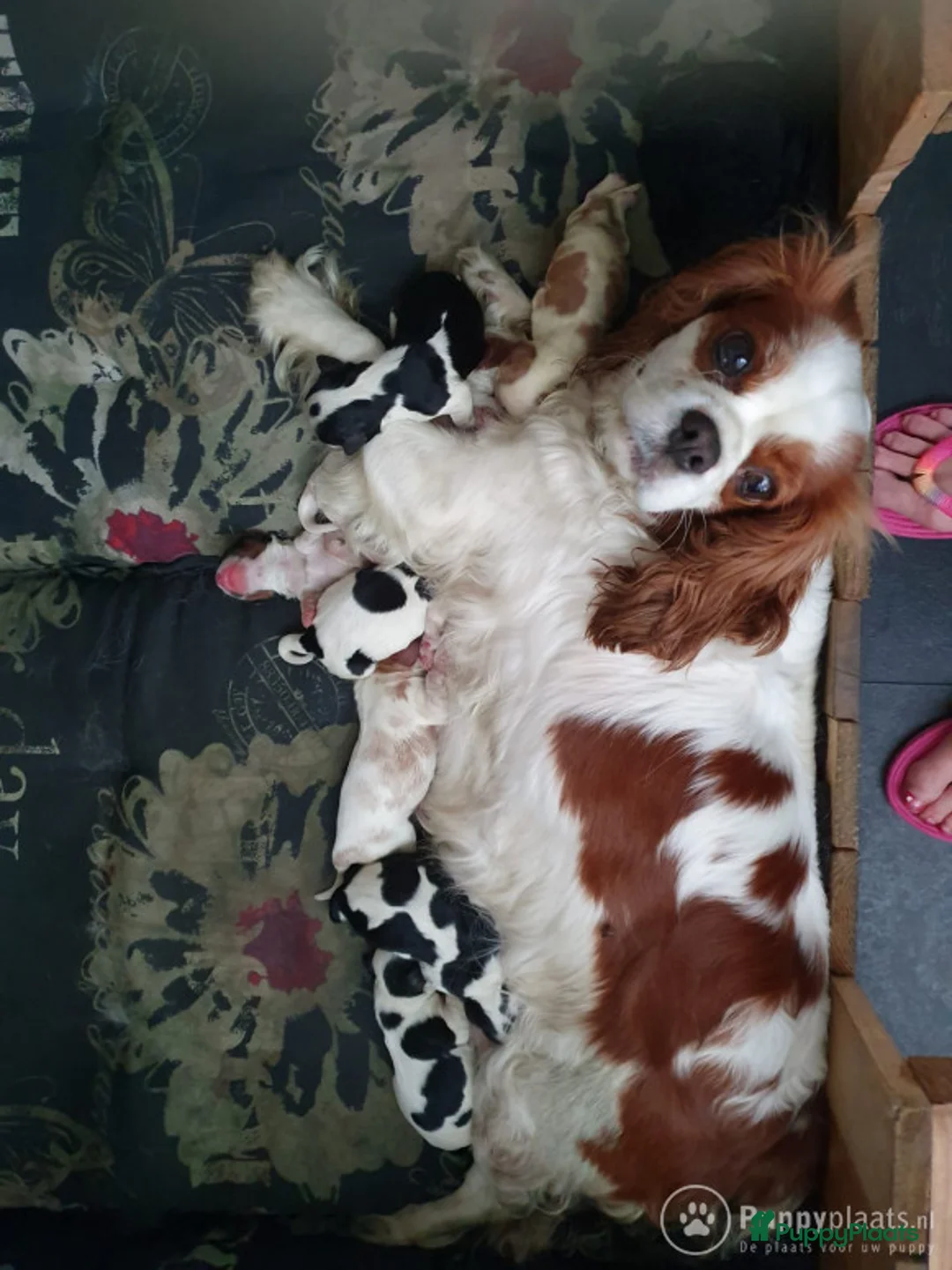 Cavalier King Charles Spaniel honden ter dekking: cavalierkingcharles spaniel dekreu messi in Mierlo - Advertentie 6