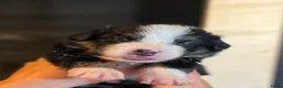 Berner Sennenhond honden te koop: Bernersennen pups  - Advertentie 12