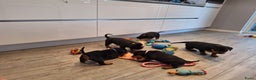 Rottweiler honden te koop: Prachtige Rottweiler pups met STAMBOOM en GARANTIE - Advertentie 12