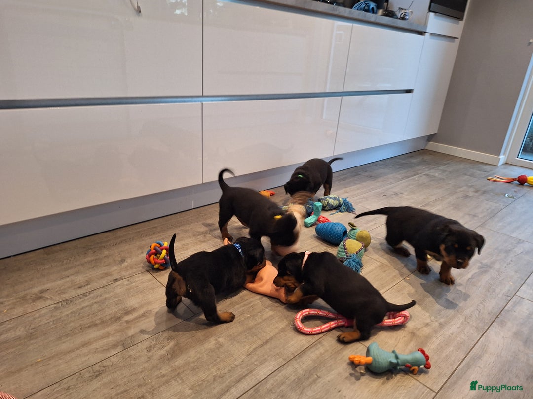 Rottweiler honden te koop: Prachtige Rottweiler pups met STAMBOOM en GARANTIE - Advertentie 12