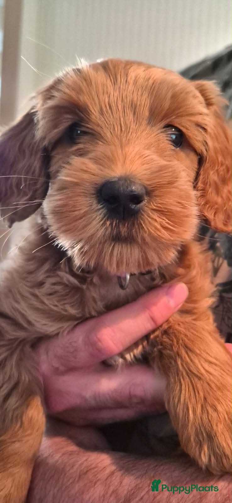 Australian Labradoodle honden te koop: pupjes beschikbaar  - Advertentie 2