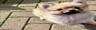 Pomeriaan Puppy 3