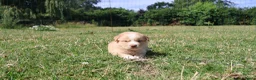 Labrador Retriever honden te koop: Wij hebben hele knappe labrador pups te koop - Advertentie 3