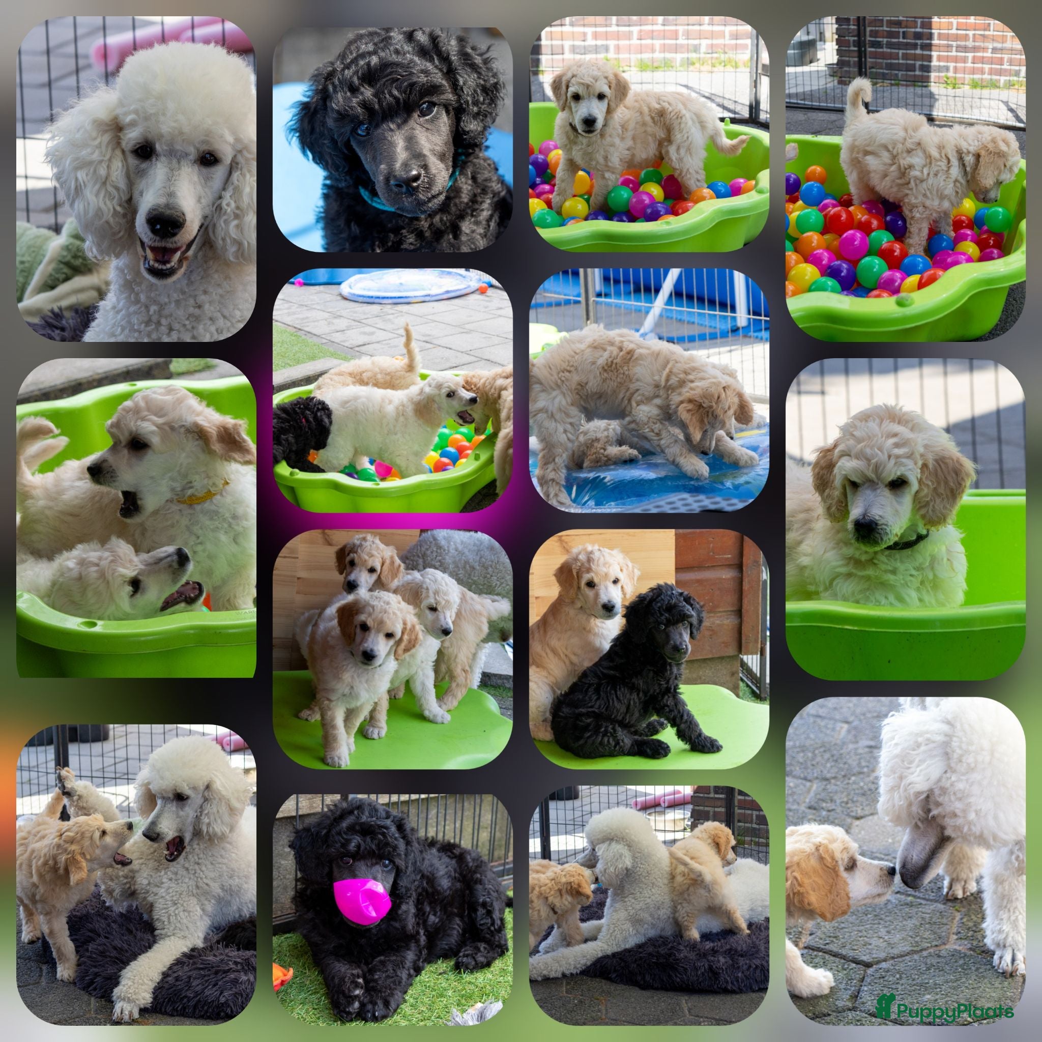 Labradoodle honden te koop: Labradoodle pups | DNA-geteste ouderdieren - Advertentie 2