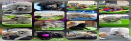 Labradoodle honden te koop: Poedel outcross pups | DNA-geteste ouderdieren - Advertentie 3