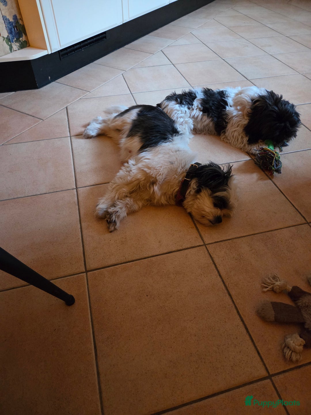 Boomer honden te koop: Lieve rustige boompoo pups in Barneveld - Afbeelding 6
