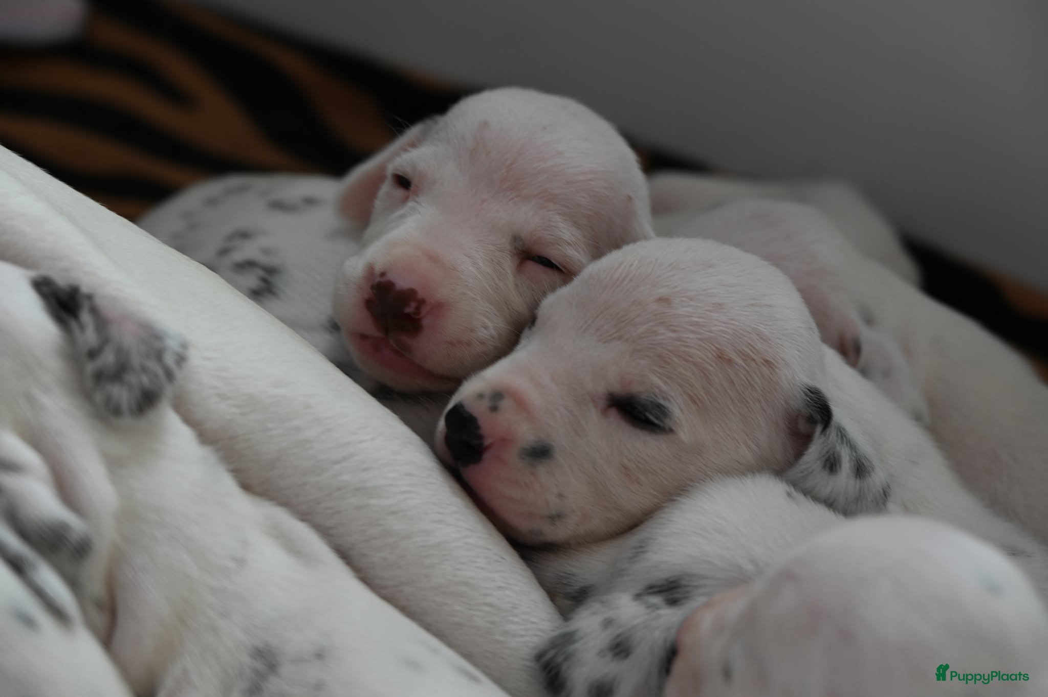 Dalmatiër honden Dalmatiër puppy's - Advertentie 2