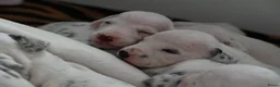 Dalmatiër honden te koop: Dalmatiër puppy's - Advertentie 2