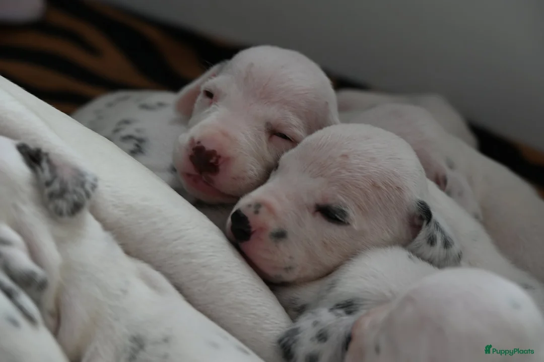 Dalmatiër honden te koop: Dalmatiër puppy's - Advertentie 2
