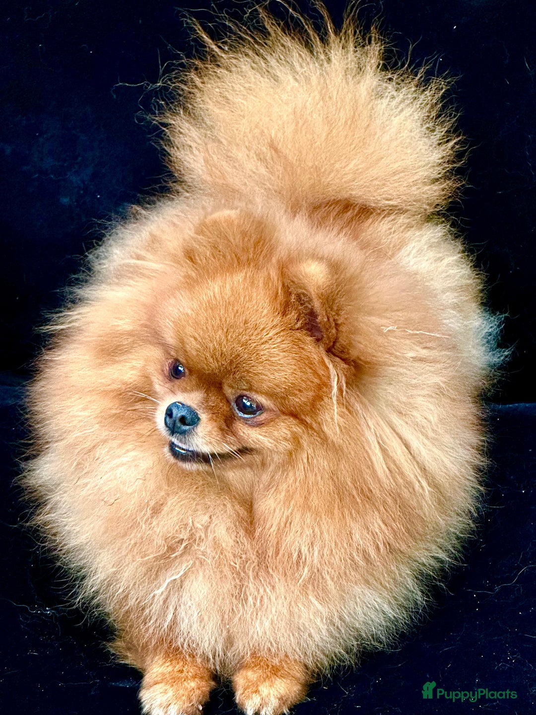 Pomeriaan honden te koop: Mini Pomeriaan pup. BearFace  - Advertentie 7