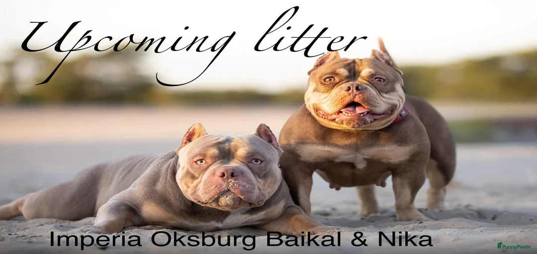 Galerij afbeelding {{count}}