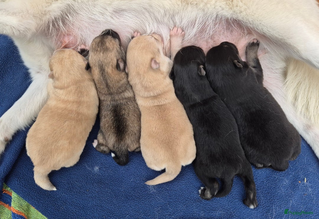 Kruising honden te koop: Pomsky x Shiba inu pups - Advertentie 20