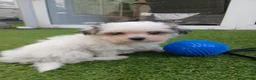 Boomer honden te koop: Prachtige boomer pups uit 1 malig gelegenheid nest - Advertentie 12