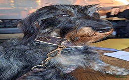 Ruwhaar Teckel honden te koop: Unieke ruwharige dwergteckels te koop - Afbeelding 2