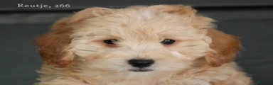 Maltipoo 2