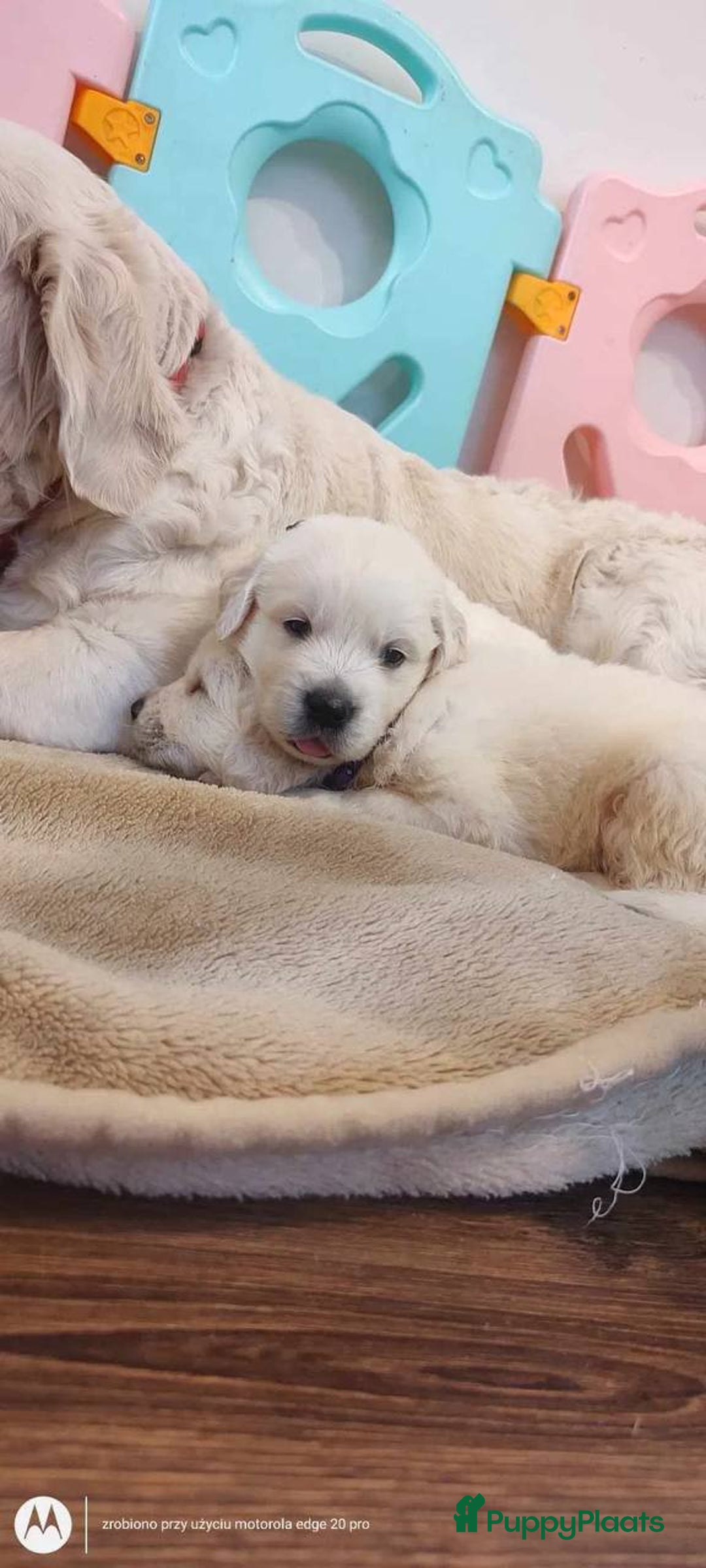 Golden Retriever honden te koop: Golden Retriever pups te koop - Advertentie 2