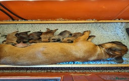 Franse Bulldog honden te koop: Franse bulldog raszuiver FCI (uitgebreid getest)  - Advertentie 21