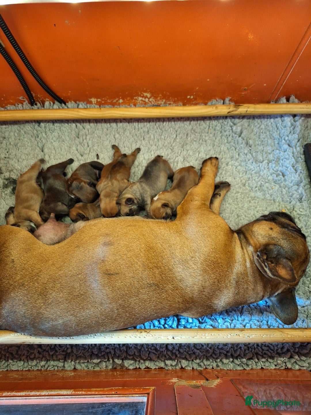 Franse Bulldog honden te koop: Franse bulldog raszuiver FCI (uitgebreid getest)  - Advertentie 21