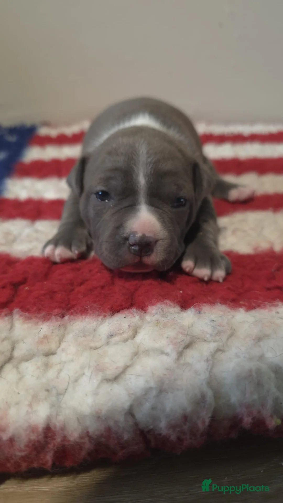 American Staffordshire Terriër honden te koop: Prachtige Amerikaanse Staffordshire Terriër pups - Advertentie 2