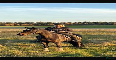 Rhodesian Ridgeback honden Rhodesian Ridgeback pups verwacht  - Advertentie 15