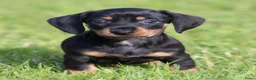 Teckel (korthaar)  honden te koop: Teckel pups - Advertentie 16