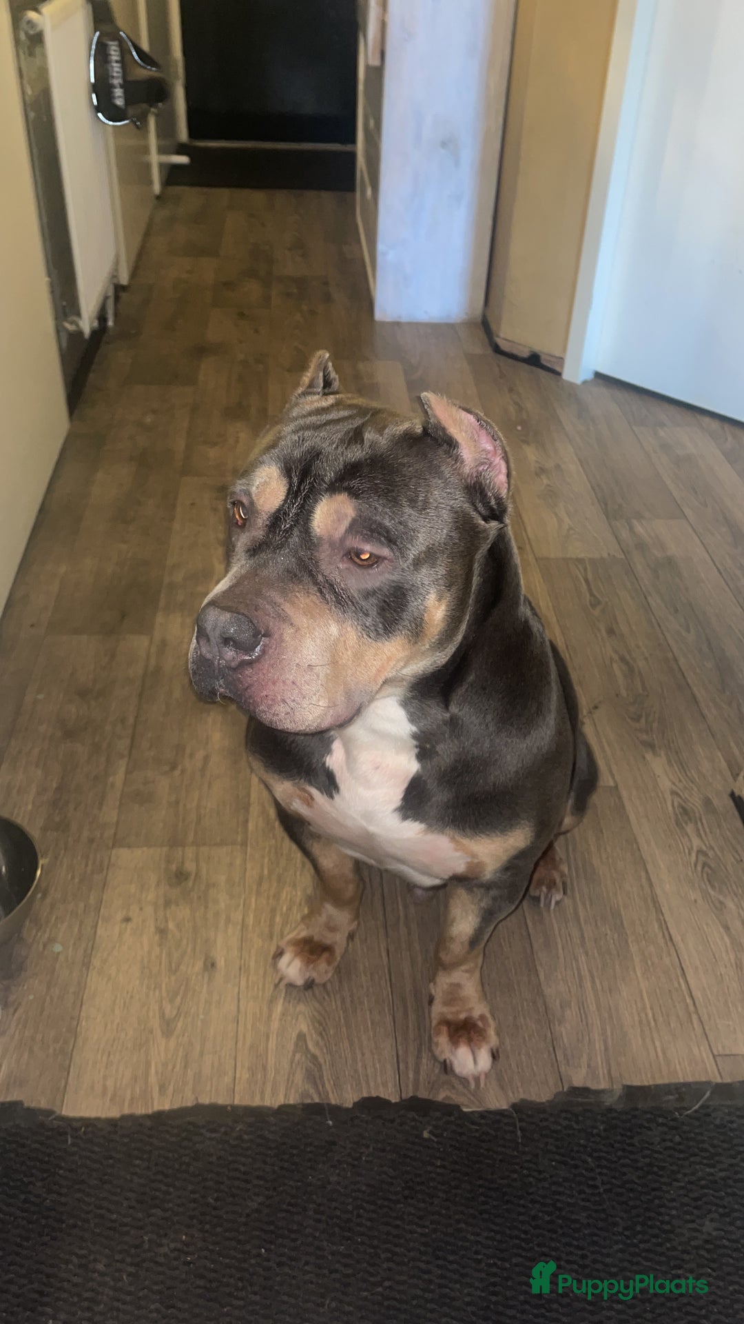 Amerikaanse Bully honden ter dekking: American Bully xl dekreu - Advertentie 3