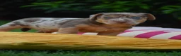 Jack Russel Terriër honden te koop: lieve pups zoeken een nieuw huisje - Advertentie 34