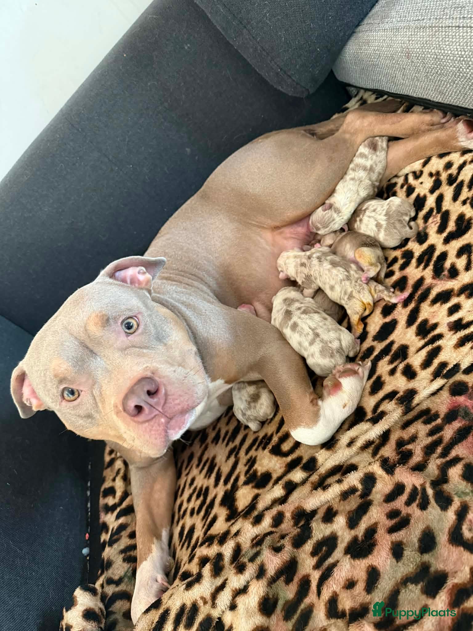 Amerikaanse Bully honden American bully pups - Advertentie 5