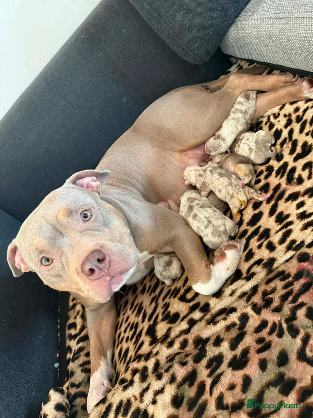 Amerikaanse Bully honden te koop: American bully pups - Advertentie 1