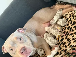 Amerikaanse Bully honden American bully pups - Advertentie 5