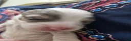 Malshi honden te koop: Boomertjes (malchi) - Advertentie 8