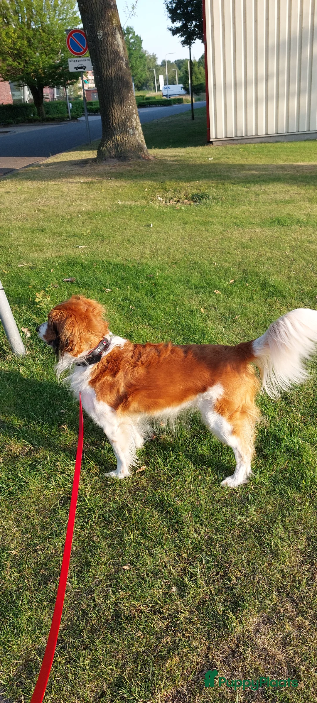 Kooikerhondje honden te koop: Kooikerpups in Oldenzaal - Advertentie 5